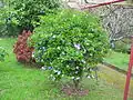 A neatly pruned shrub