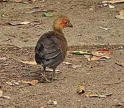 Juvenile