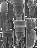 Bryocyclops muscicola female