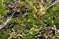 Bryum elegans