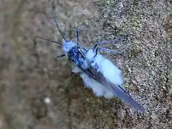 The woolly beech aphid