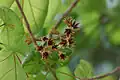 Flowers of the Pterygota alata tree