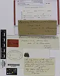 Isolectotype of Buellia cranwelliae, including handwritten field notes by the species' namesake Lucy Cranwell