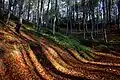 Mountain Bukulja Forrest