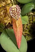 Front of flower
