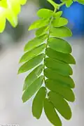 Leaf