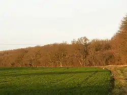 Burgate Wood