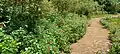 Butterfly garden