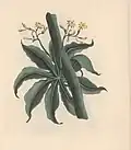 Carica papaya