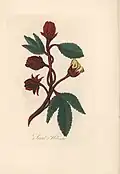 Sorrel hibiscus
