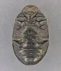 Ventral view showing retracted legs
