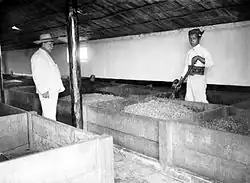 Men stand over boxes in a room full of them. Bean shaped objects fill the boxes. The picture is in black and white.