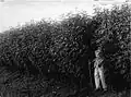 Roselle Hibiscus sabdariffa crop at the field station of the AVROS