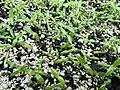 Seedlings