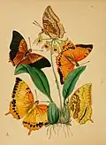 Charaxes Psaphon