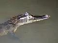 Spectacled Caiman in the Tortuguero National Park.