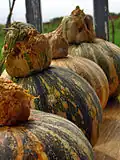Pipián variety used for edible seeds.