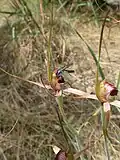 with wasp visitor