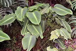 Leaves