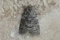 Calathusa dispila, Australia