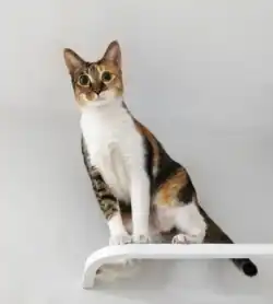 Calico cat with tabby markings