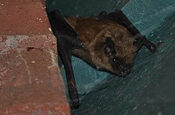 Brown bat