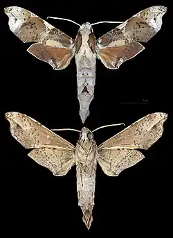 Callionima pan