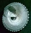 basal view