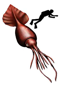 Colossal squid (Mesonychoteuthis hamiltoni, max. 12–14&nbsp;m or 39–46&nbsp;ft)