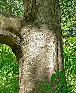 Bark texture