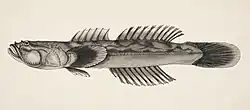 An ink illustration of Gobiopsis atratus