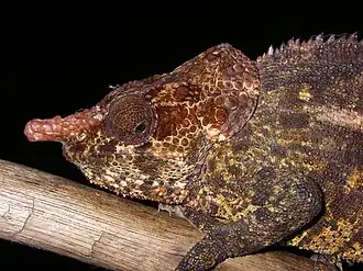 Male, Ranomafana