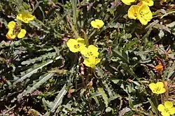 The plant with numerous inflorescences and flowers
