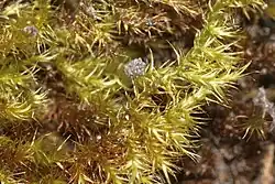 Tuft of moss with shiny yellow-green leaves