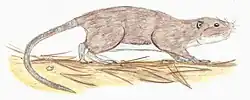Canarios tamarani