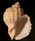 Cancellaria (Habesolatia) nodulifera