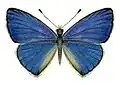 Illustration of a mounted specimen