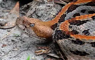 An unusual redheaded canebrake rattlesnake from north Florida.