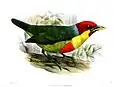 Male of E. v. steerii illustrated by Smit, 1878