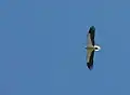 Egyptian vulture, Neophron percnopterus