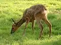 Roe deer