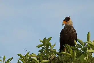 Crested caracara