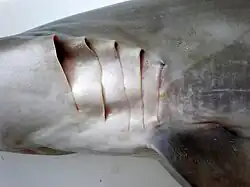 Gill slits