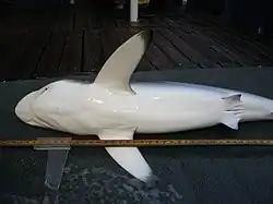 A shark lying on its side with its white belly towards the viewer; it has long pectoral fins with dark tips
