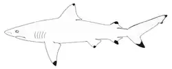 Smoothtooth blacktip shark (Carcharhinus leiodon)