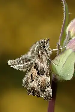 Imago