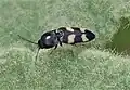 Cardiophorus obliquemaculatus, South Africa