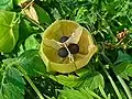 Opened fruit showing seed arrangement