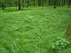 A dense stand