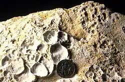 Gastrochaenolites borings in a Middle Jurassic hardground, southern Utah.[12]
